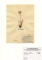 藏品(繁枝蜈蚣藻)的圖片